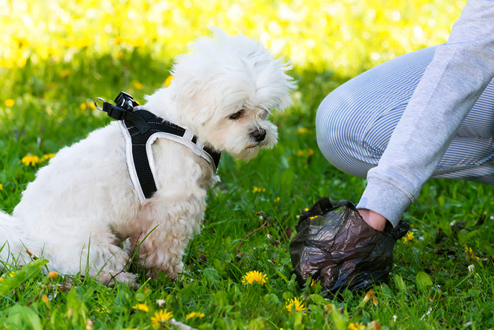 Pickup your dog feces