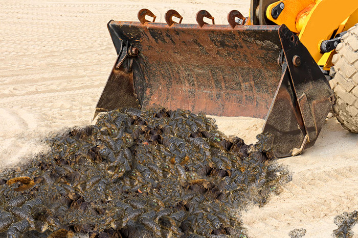 The Hamptons beach dog poop cleanup will move forward