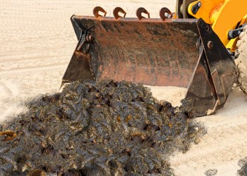 The Hamptons beach dog poop cleanup will move forward