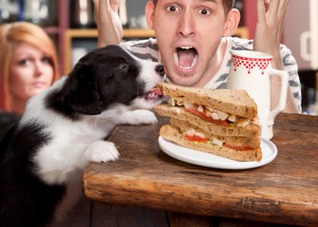 Dogs went wild in the Hamptons this week