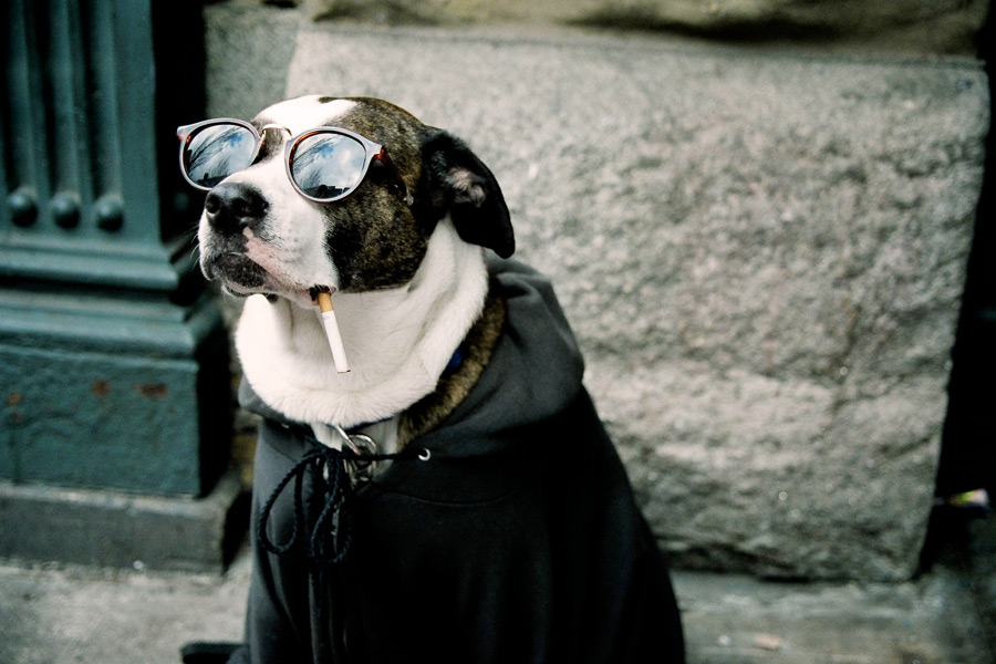 Cool Dog Smoking