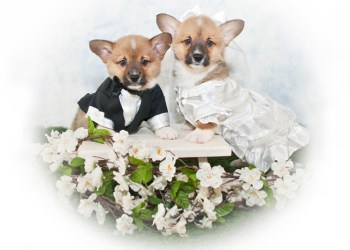 Doggy wedded bliss – but is it legal?