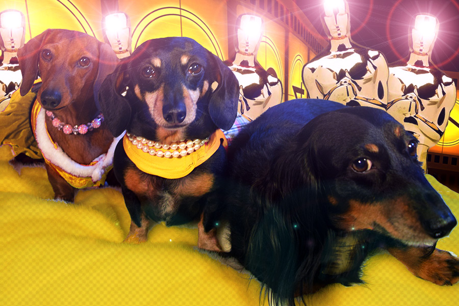 And the Oscar goes to... dachshunds