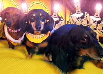 And the Oscar goes to... dachshunds