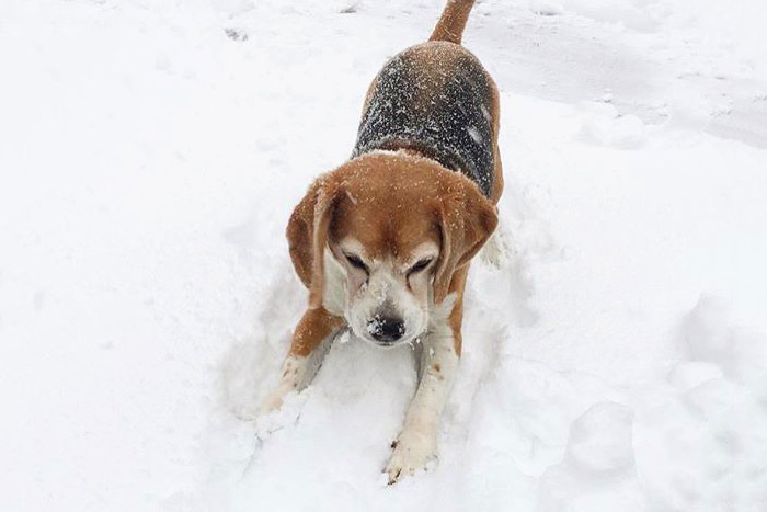 Waffle the beagle plays in the snow