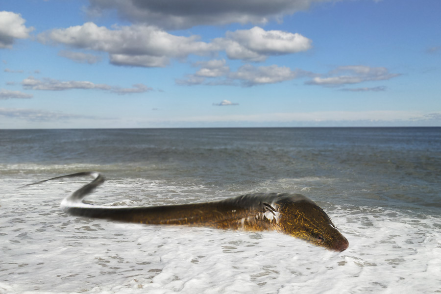 The Great Ecuadorian Eel is on the move