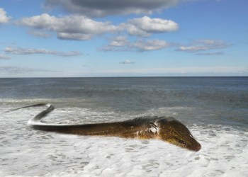 The Great Ecuadorian Eel is on the move