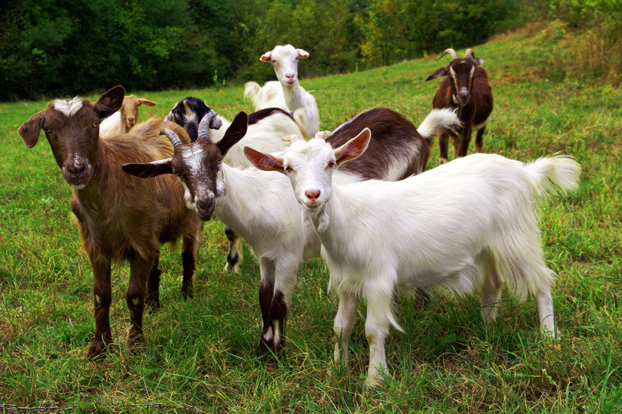 Fainting goats have landed on Shelter Island!