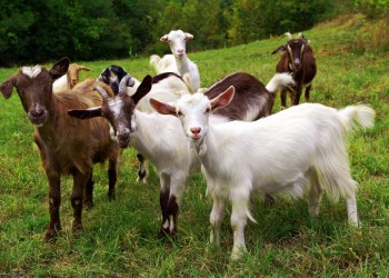 Fainting goats have landed on Shelter Island!