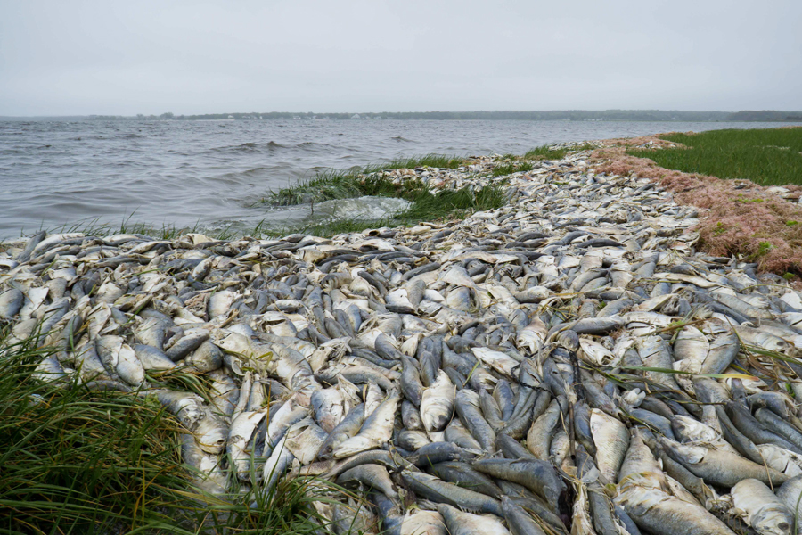 Fish kill on the Peconic.