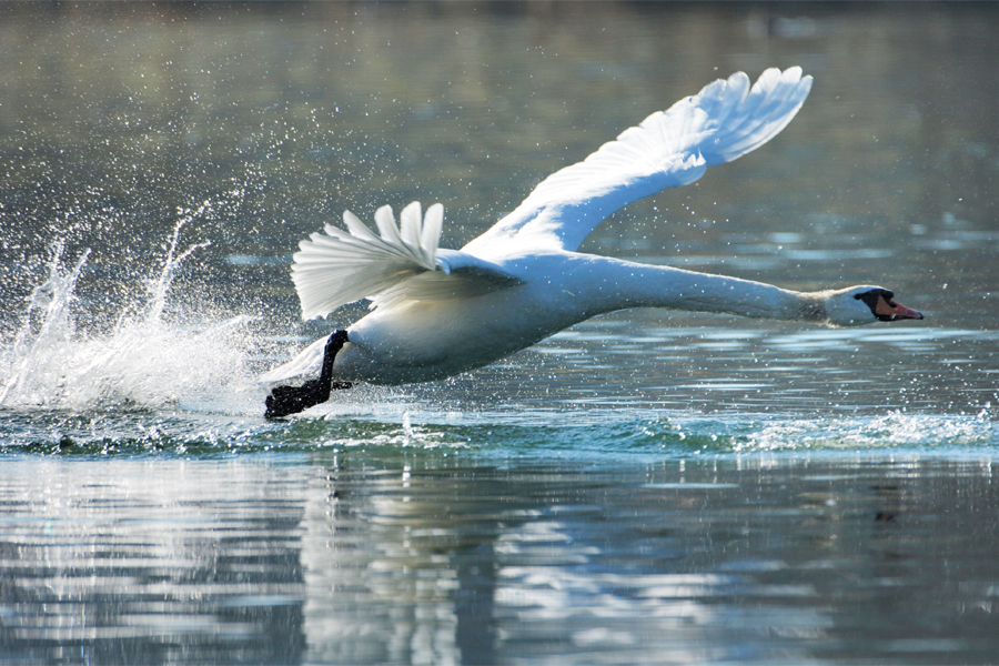 Flying Swan