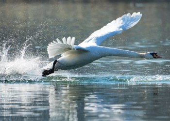 Flying Swan