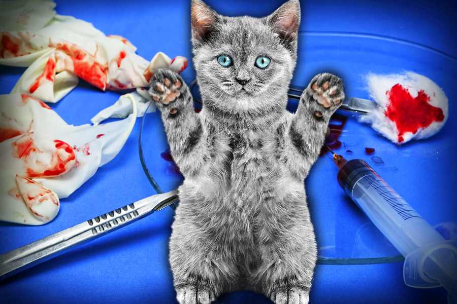 Forced Amputation Cat Declaw