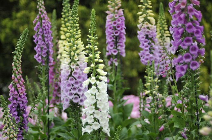 colorful foxgloves