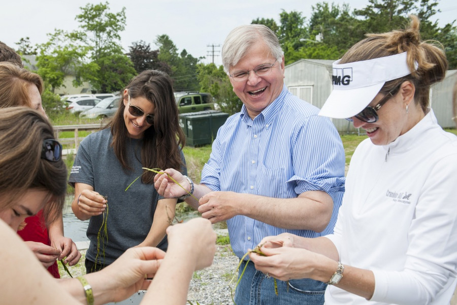 Assemblyman Fred W. Thiele Jr. joins volunteers separating eelgrass shoots in June.