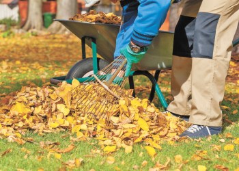 Leaves make good refertilizer.