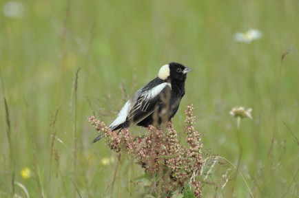 GUEST-bigstock-Bobolink-975649-434×288