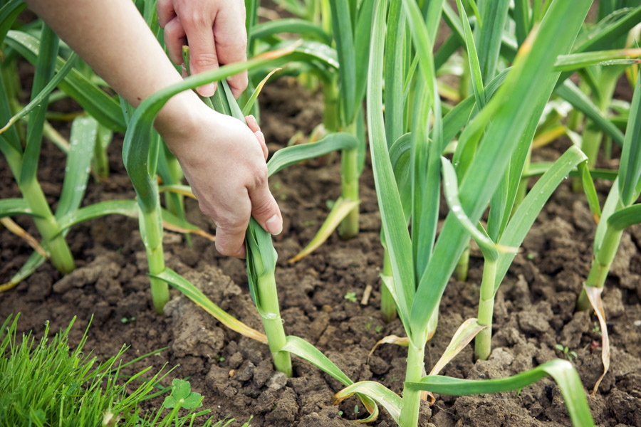 Garlic-in' ain't easy