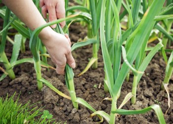 Garlic-in' ain't easy