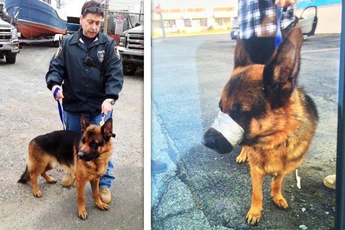 Suffolk SPCA wants to find the person who taped this German shepherd’s muzzle shut