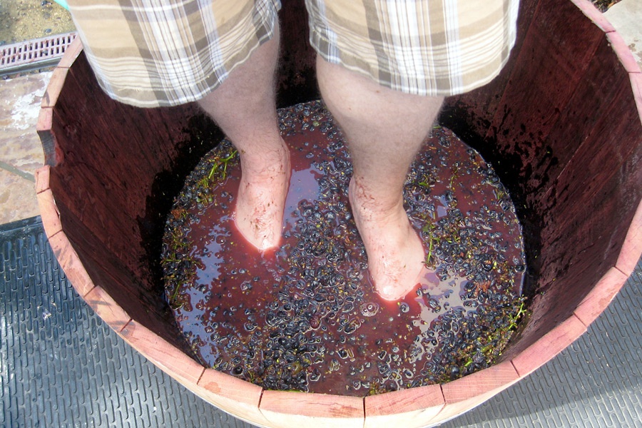 Grape Stomping