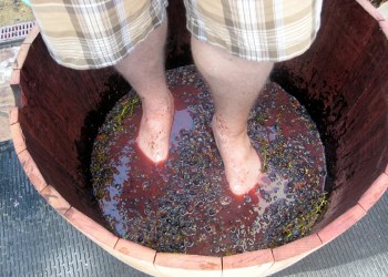 Grape Stomping