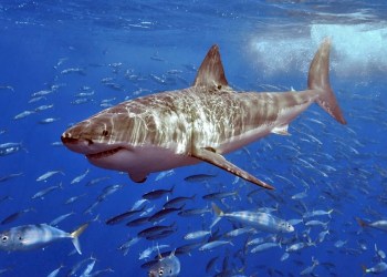 Great White Shark