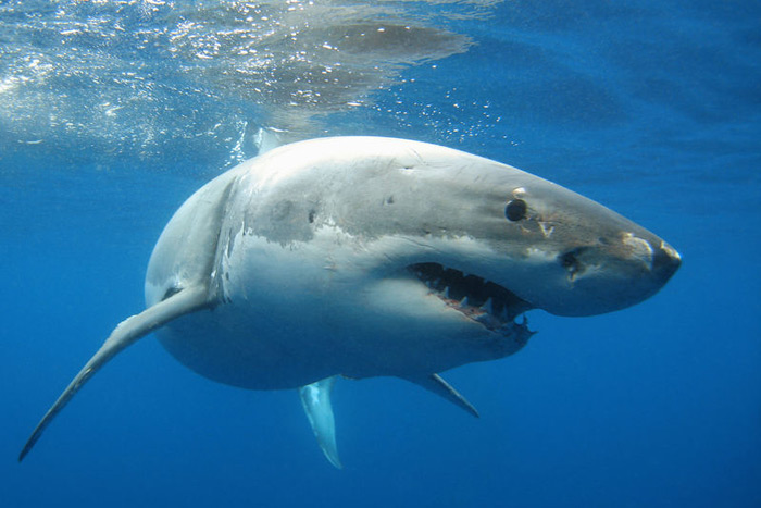 Great white shark