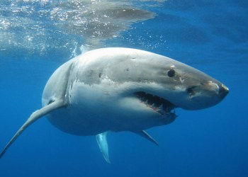 Great white shark