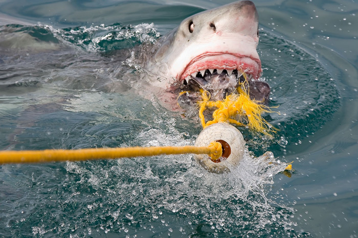Great white shark fishing