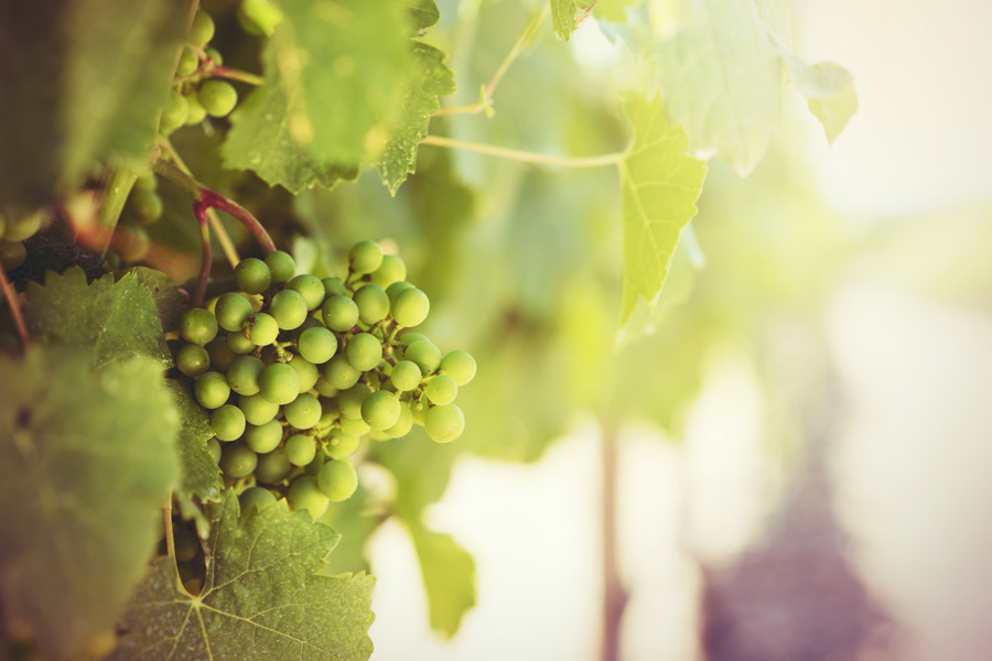 Green wine grapes