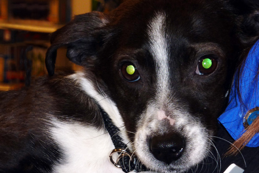 Greenley the rescue dog, who found her forever home