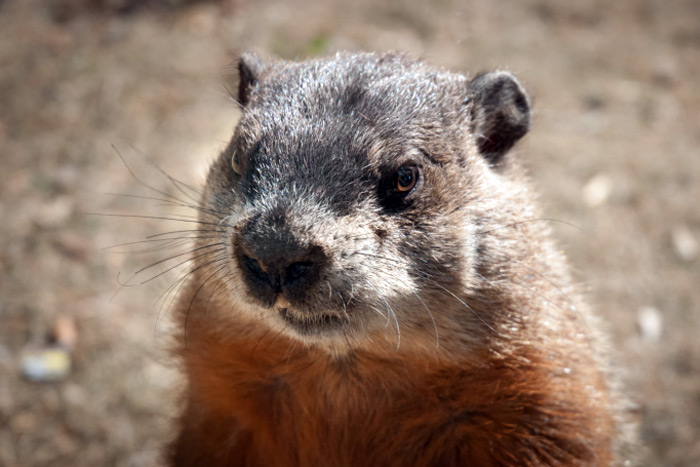 Celebrate Groundhog's Day!