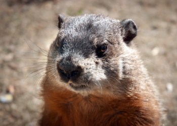 Celebrate Groundhog's Day!