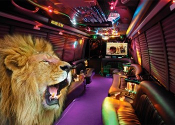 Artist's rendering: Each lion, with a full belly, was picked up by a limo for the first leg of its journey back to South Africa.