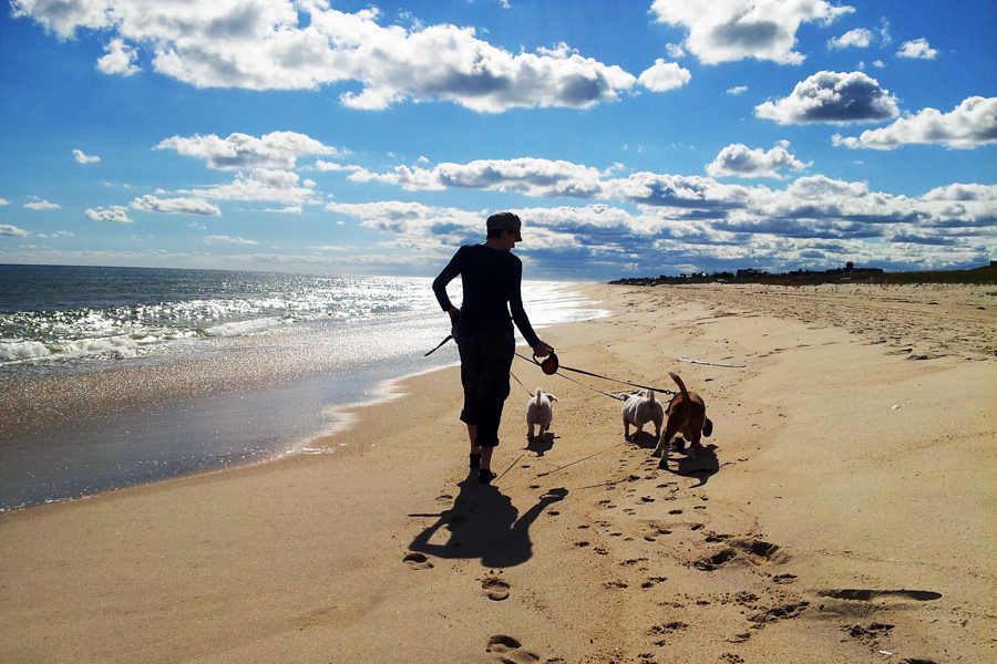 Hamptons Beach Dog Walk - East Hampton Village non-resident beach parking permits are going up in proce