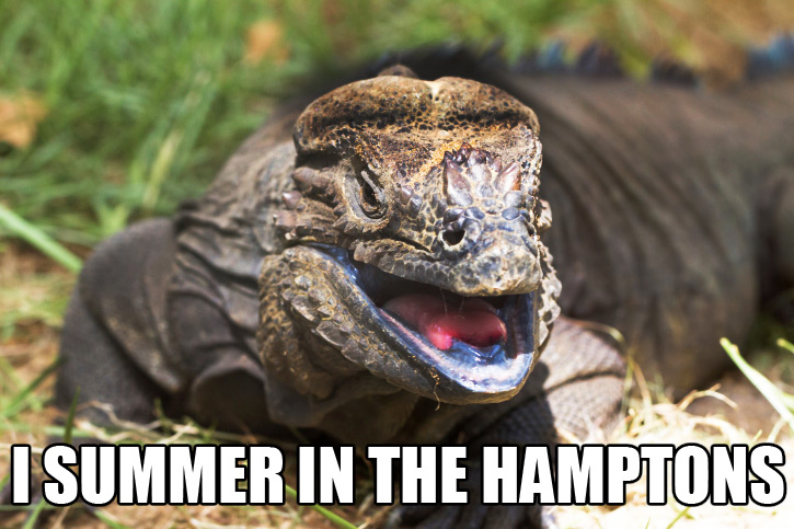 happy Hamptons monitor lizard