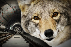 A coyote was spotted on the Hamptons Subway this week!
