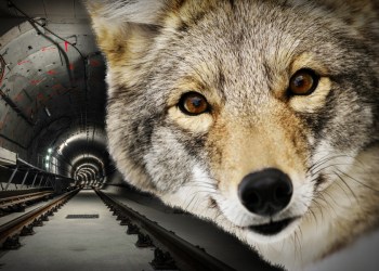 A coyote was spotted on the Hamptons Subway this week!