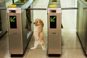 Unaccompanied dogs will not be allowed on the Hamptons Subway