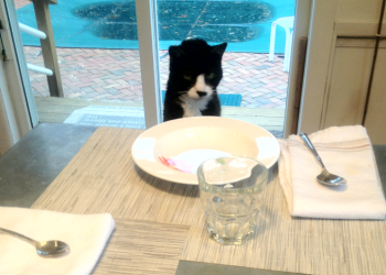 Hank The Cat