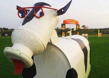 Hank's Pumpkintown cow