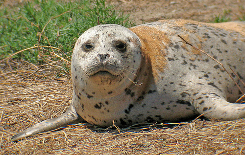 Harbor Seal