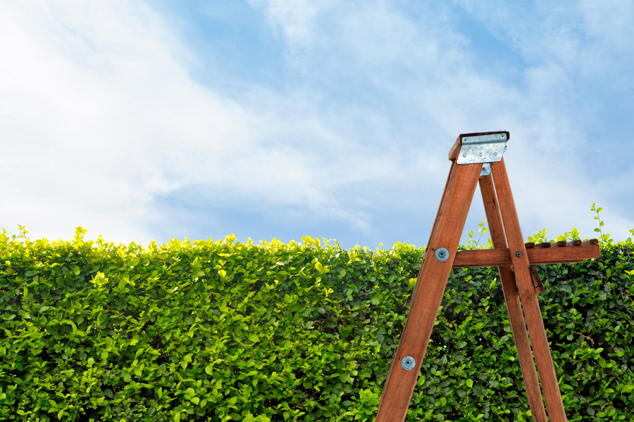 A Southampton man vanished into his privet hedge this week