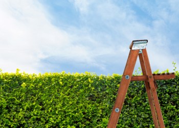 A Southampton man vanished into his privet hedge this week