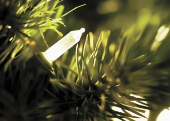 Light your trees for the season!