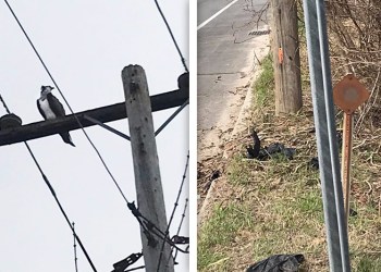 Homeless ospreys and their destroyed nest in Flanders