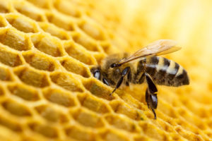 Learn beekeeping in Riverhead