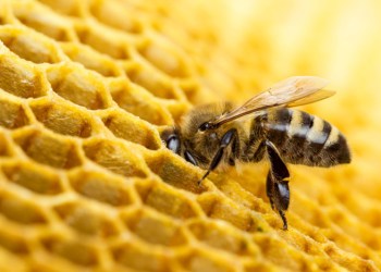 Learn beekeeping in Riverhead