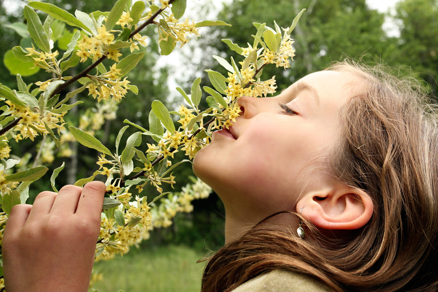 Honeysuckle Memories